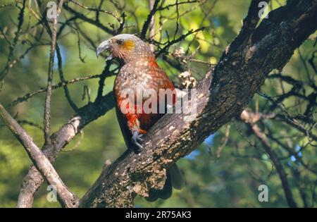 kaka (Nestor meridionalis), auf einem Baum, Neuseeland Stockfoto