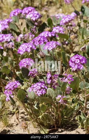 Rosa Sandverbena (Abronia umbellata), blühend, USA, Arizona, Bush Highway Stockfoto