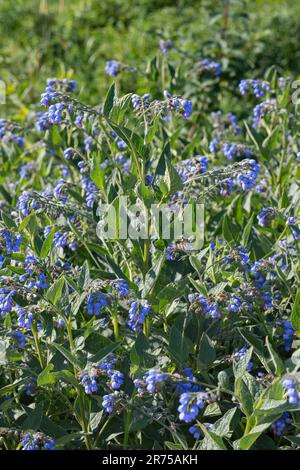 Beinwell, blauer Beinfrey, kaukasischer Beinfrey (Symphytum caucasicum), blühend, Schweden Stockfoto