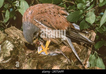 Europäisches Kestrel, Eurasisches Kestrel, Alte Welt Kestrel, Gemeiner Kestrel (Falco tinnunculus), mit gefangener Maus, Deutschland, Bayern, Isental Stockfoto