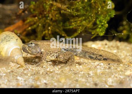 sumpffrosch, Seefrösch (Rana ridibunda, Pelophylax ridibundus), Kaulquappen kurz vor dem Abschluss der Metamorphose, Seitenansicht, Deutschland Stockfoto