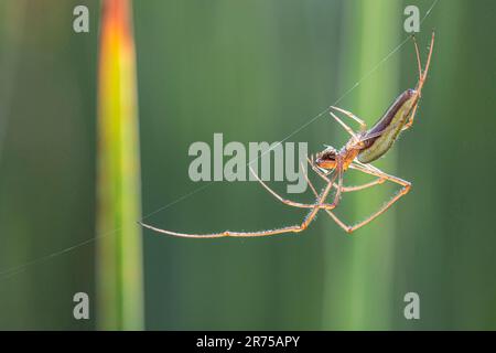 Spinne mit langem Backen (Tetragnatha spec.), kopfüber an einem rotierenden Faden, Seitenansicht, Deutschland, Bayern Stockfoto