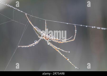 Lange Spinne (Tetragnatha-Spez.), auf dem Kopf nach unten mit Tautropfen an Drehfäden befeuchtet, Seitenansicht, Deutschland, Bayern Stockfoto