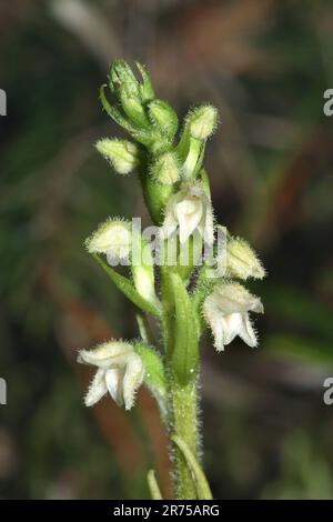 Schleichende Frauentänze, Zwergklapperschlangen-Plantain (Goodyera repens, Satyrium repens), Blütenpracht, Deutschland, Bayern Stockfoto