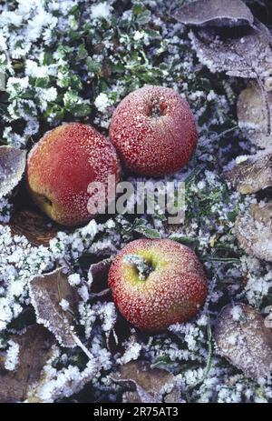 apfel (Malus domestica), Hoarfrost on Fallapples, Deutschland Stockfoto