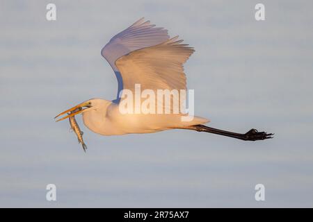 Großer Reiher, großer Weißer Egret (Egretta alba, Casmerodius albus, Ardea alba), Flug bei Sonnenaufgang mit gefangenem Hecht über dem See, Seitenblick, Deutschland, Stockfoto