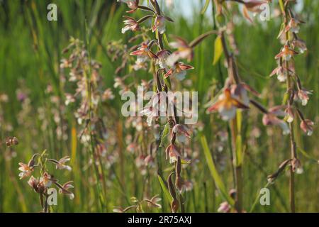 Marsh Helleborine (Epipactis palustris), blühend, Deutschland, Bayern Stockfoto