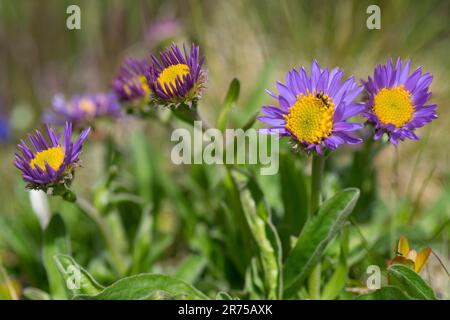 Boreal aster, alpine Aster (Aster alpinus), blühende, Österreich, Tirol Stockfoto