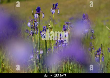 Sibirische Schwertlilie, sibirische Flagge (Iris Sibirica), Blumen, Deutschland Stockfoto