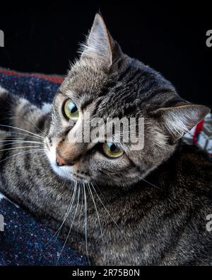 Süße Katze auf der Decke. Porträt der Tabby-Katze. Nahaufnahme. Stockfoto