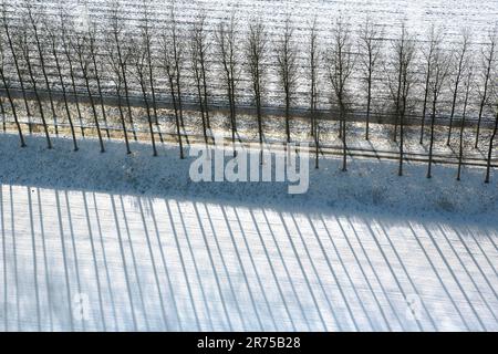 Eine Reihe von Pappeln wirft Schatten auf schneebedeckte Felder im Winter, aus der Vogelperspektive, Belgien, Ostflandern, Meetjeslands Krekengebied, Meetjesland Stockfoto