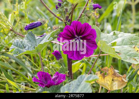 Zebrina mallow (Malva sylvestris ssp. Mauritiana, Malva sylvestris var. Mauritiana, Malva mauritiana), Blooming, Deutschland Stockfoto