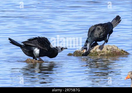 Großer Kormoran (Phalacrocorax carbo), zwei Rivalen, Deutschland, Bayern, Neufinsing Stockfoto