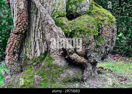 Englischer Efeu, gemeiner Efeu (Hedera Helix), dicker Efeu-Stamm am Baumstamm, Deutschland, Nordrhein-Westfalen Stockfoto