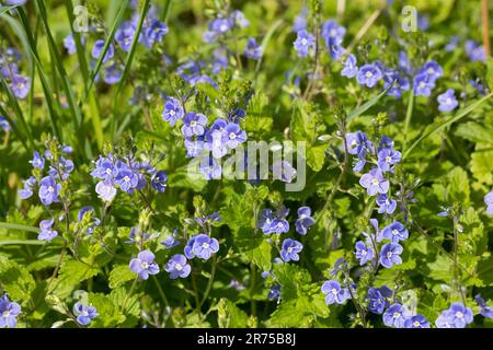 Germander Speedwell (Veronica chamaedrys), Blooming Group, Deutschland Stockfoto