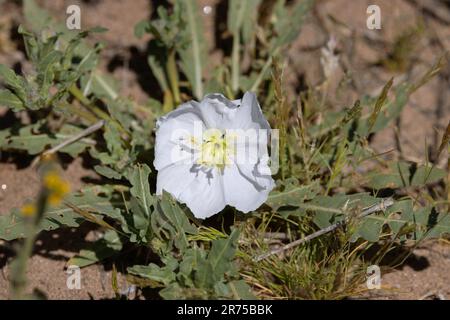 Kalifornische Abendprimrose (Oenothera californica), Blume, USA, Arizona Stockfoto