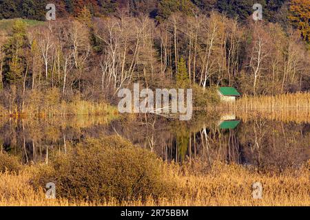Kleiner Herbstsee im Moorland mit grünem Bootshaus, mit Reflexion im Wasser, Deutschland, Bayern, Pelhamer See Stockfoto