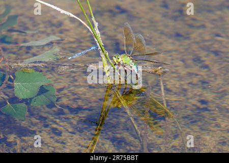 kaiser Libelle (Anax Imperator), weibliche Legeeier, Deutschland, Bayern, Erdinger Moos Stockfoto