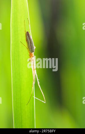 Langkiefer-Spinne (Tetragnatha spec.), kopfüber an einer Grasklinge, Deutschland, Bayern Stockfoto