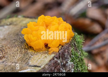 Gelbhirn, Gelbblütenpilz, Gelbzitter, Hexenbutter (Tremella mesenterica, Tremella lutescens), auf Kiefernholz, Deutschland, Bayern Stockfoto