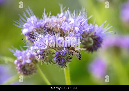 Bienennahrung, Knorpionskraut (Phacelia tanacetifolia), Blume mit Honigbiene, Deutschland, Bayern Stockfoto