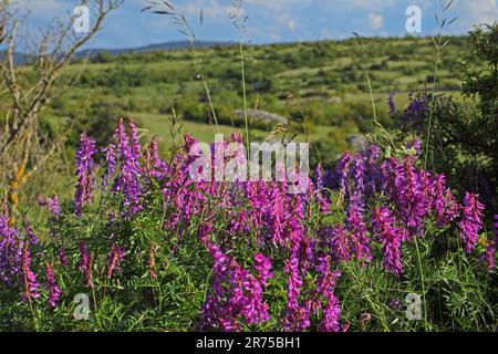 Vogelvetch, Weingras, getuftete Vetch (Vicia cracca), blühend, Deutschland Stockfoto