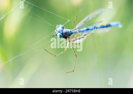 Langkiefer-Spinne (Tetragnatha spec.), mit einem männlichen, gemeinen blauen Dammfliege als Beute im Netz, Seitenansicht, Deutschland, Bayern Stockfoto