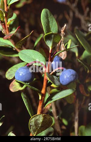 Alpine Heidelbeere, MoorHeidelbeere, MoorHeidelbeere, nördliche Heidelbeere, Moorweißbeere (Vaccinium uliginosum), Zweig mit Früchten, Deutschland Stockfoto