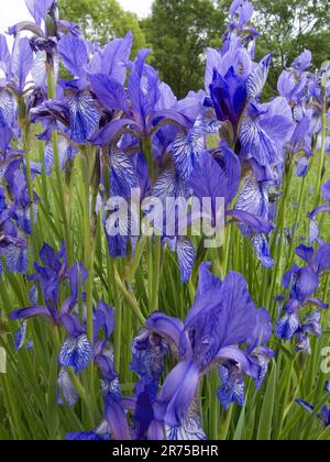 Sibirische Schwertlilie, sibirische Flagge (Iris Sibirica), Blumen, Deutschland Stockfoto