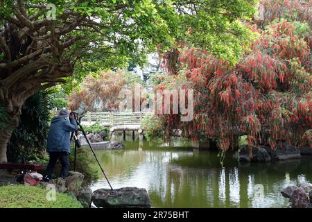 Ein Naturfotograf macht Fotos von Vögeln in einem blühenden Baum in einem Park, Taiwan, Taipeh Stockfoto