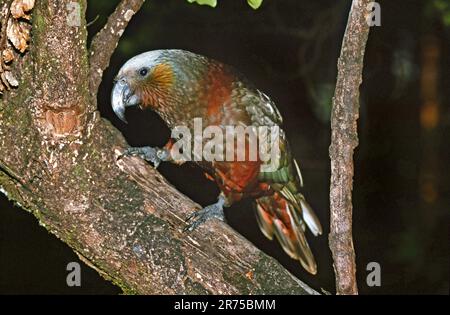 kaka (Nestor meridionalis), auf einem Baum, Neuseeland Stockfoto