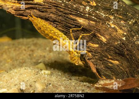 Hawker (Aeshna spec.), mit Beute unter Wasser, Deutschland Stockfoto