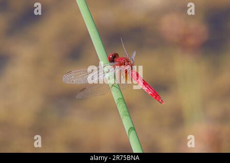 Breiter Scharlach, gemeiner Scharlach-Darter, Scharlach-Darter, Scharlach-Libelle (Crocothemis erythraea, Croccothemis erythraea), männlich auf einem Aussichtspunkt, Deutschland, Stockfoto