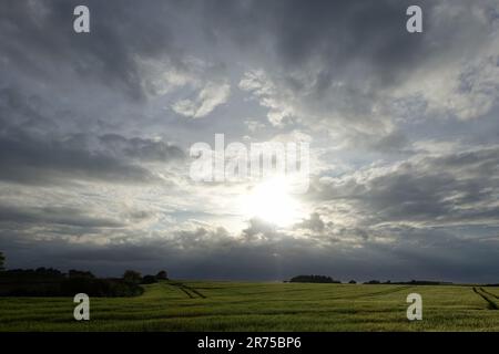 Niedrige Sonne am bewölkten Himmel über einem Gerstenfeld, Frankreich, Bretagne Stockfoto