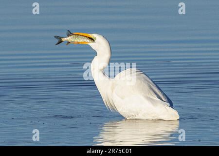 Großer Reiher, großer Weißer Egret (Egretta alba, Casmerodius albus, Ardea alba), isst einen Hecht, dessen letzter Blick aus dem Schnabel, Deutschland, Bayern Stockfoto
