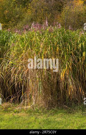 Giant Miscanthus (Miscanthus giganteus, Miscanthus x giganteus), Biomassenfeld, Deutschland, Bayern Stockfoto