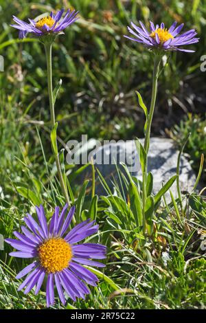 boreal aster, alpine aster (Aster alpinus), blühend, komponierend, Österreich, Tirol Stockfoto