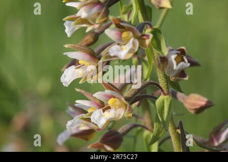 Marsh (helleborine Epipactis palustris), Blumen, Deutschland, Bayern Stockfoto