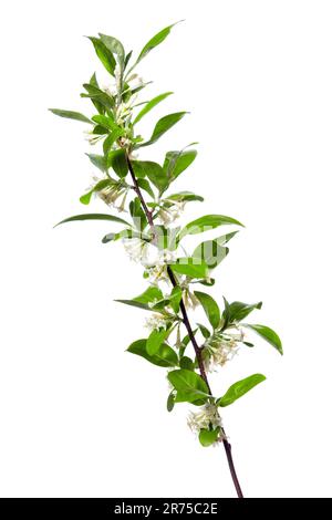 Cherry elaeagnus, gumi, Cherry Silverberry (Elaeagnus multiflora), Blooming Branch, Cutout, Bundesrepublik Deutschland Stockfoto