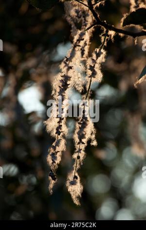 balsam-Pappel, östliche Balsam-Pappel, Tacamahac (Populus balsamifera), Früchte und Samen im Hintergrund Stockfoto