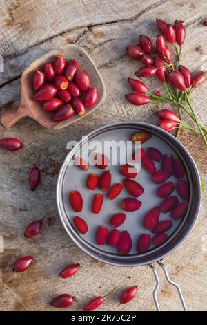 Hunderose (Rosa canina), Rosenhüftenernte, Deutschland Stockfoto