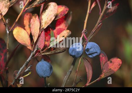 Alpine Heidelbeere, MoorHeidelbeere, MoorHeidelbeere, nördliche Heidelbeere, Moorweißbeere (Vaccinium uliginosum), Zweig mit Früchten, Deutschland Stockfoto