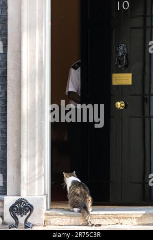 London, Großbritannien. 13. Juni 2023. Larry, die Katze aus der Downing Street, bei einem Kabinettsmeeting in der Downing Street 10 London. Kredit: Ian Davidson/Alamy Live News Stockfoto