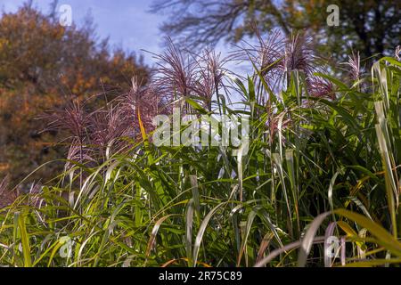 Giant Miscanthus (Miscanthus giganteus, Miscanthus x giganteus), blühend, Biomasse Feld, Deutschland, Bayern Stockfoto