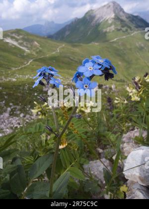 Alpine Forget-Me-Not (Myosotis alpestris), blühend in den Alpen, Deutschland, Bayern Stockfoto