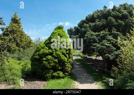 Gartenszene, Nadelbäume, Baum, Picea glauca 'Conica' Alberta Fichte, Pinus sylvestris 'Bayeri', Chamaecyparis nootkatensis 'Aureovariegata' Stockfoto