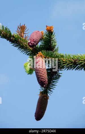 Picea abies „Cranstonii“, Kegel, Zweig, Wachstum, Twig, Shoots Picea Cone Picea Cranstonii Norwegen Fichtenzapfen Nadelfichtennadeln Europäische Fichte Stockfoto