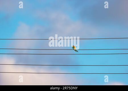 Europäischer Bienenfresser, der am blauen Himmel auf einem Elektrodraht steht, wilde Tiere in der Natur Stockfoto