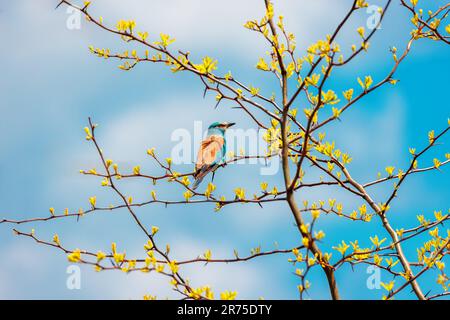 Europäischer Rollerblauvogel, coracias garrulus auf einer blühenden Baumreihe während einer Frühlingssaison in Bulgarien Stockfoto