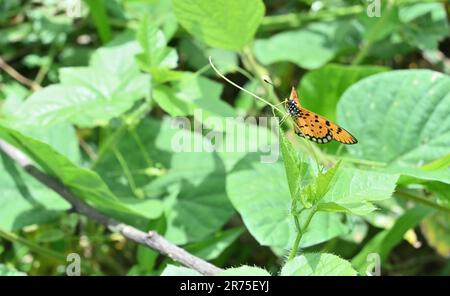 Blick auf einen orangefarbenen Tawny coster-Schmetterling (Acraea Terpsicore) hoch oben an der Spitze eines haarigen Busch-Passionsfrucht-Weinblattes Stockfoto